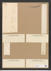 Nitzschia cuvirostirs var. blosterium (Ehr.) V. H. (de-Toni-Nr.: Genus 47, Species 2148) Zeichnungen Sammlung Grunow Nr. 4329 (NHMW-BOT-W0372362)